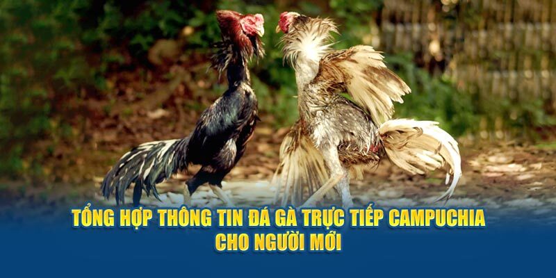 Đá gà Campuchia có tốc độ phát triển mạnh mẽ